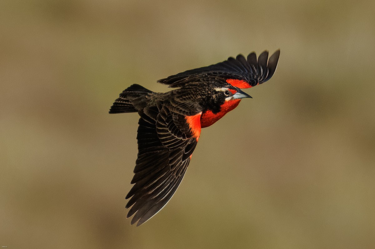 Pampas Meadowlark - ML645259362