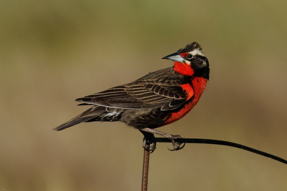 Pampas Meadowlark - ML645259363