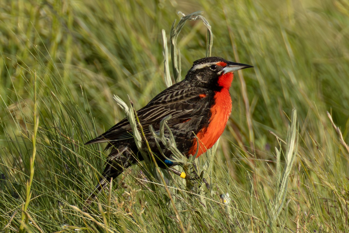 Pampas Meadowlark - ML645259364