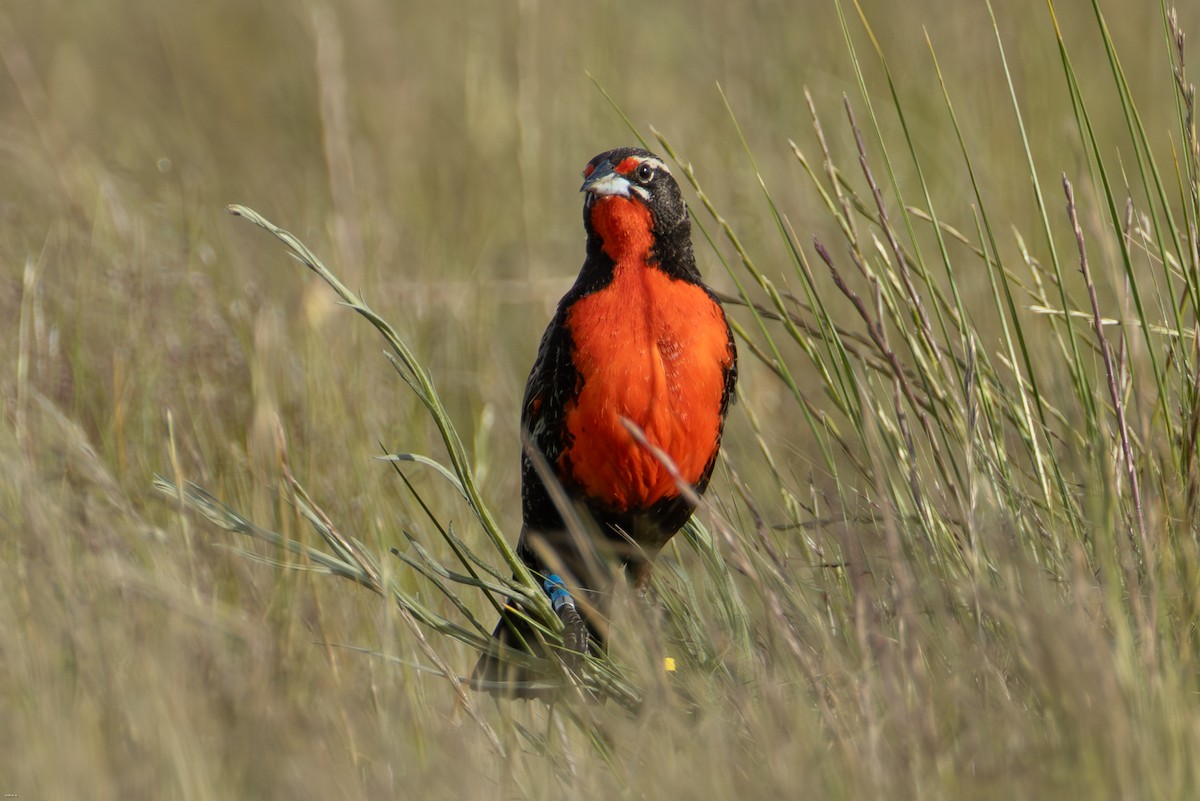 Pampas Meadowlark - ML645259365