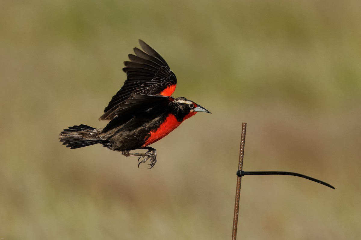 Pampas Meadowlark - ML645259366