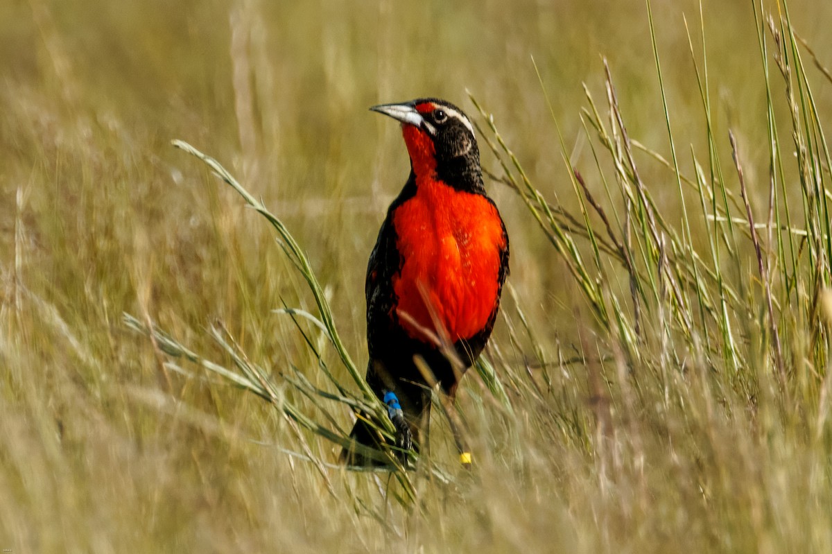 Pampas Meadowlark - ML645259367
