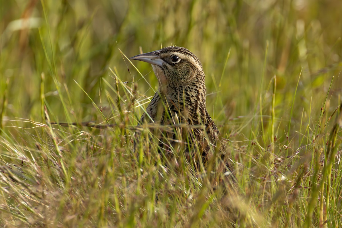 Pampas Meadowlark - ML645259368