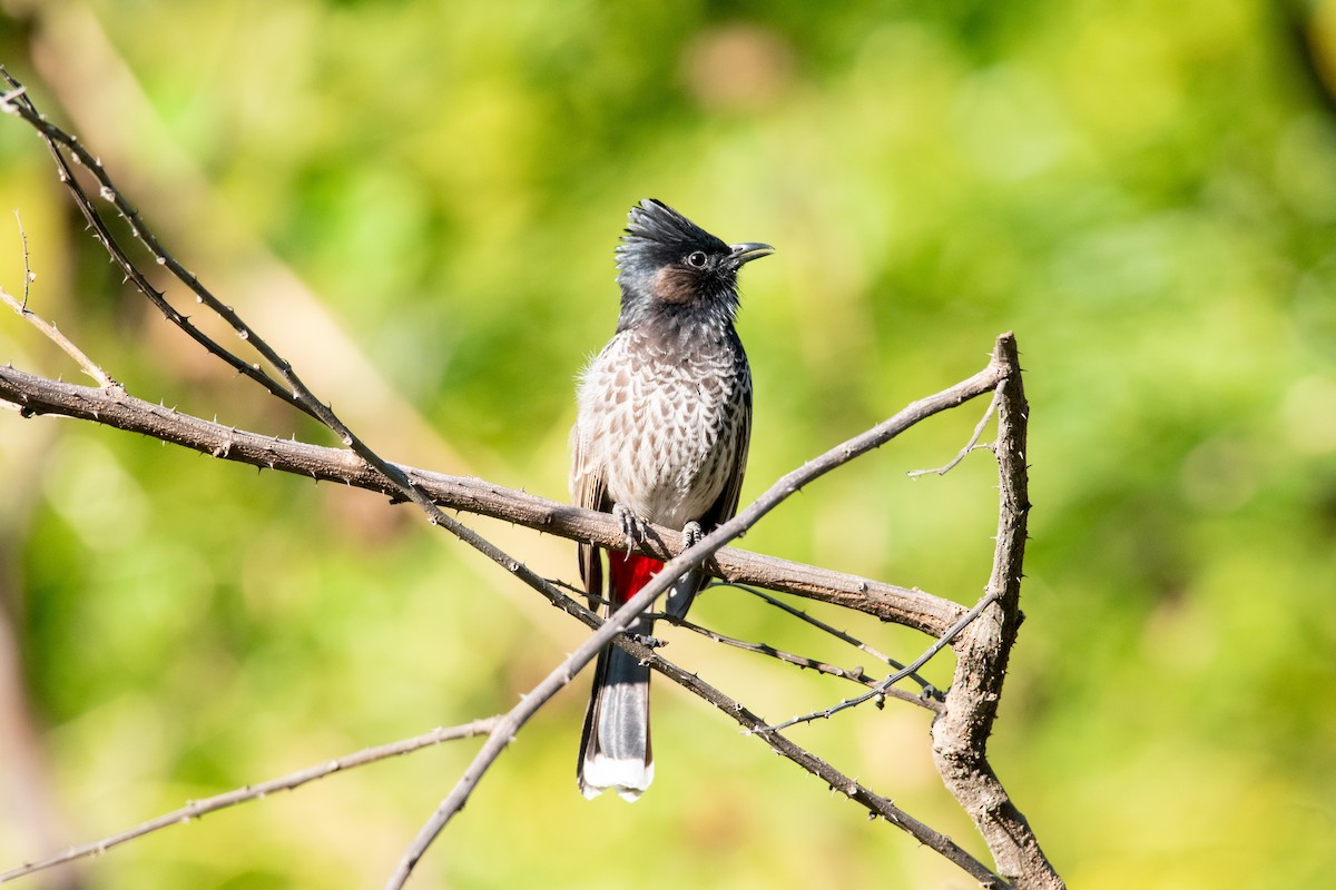 Red-vented Bulbul - ML645259374