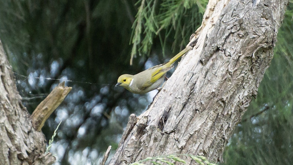 hvitsmykkehonningeter - ML645259380