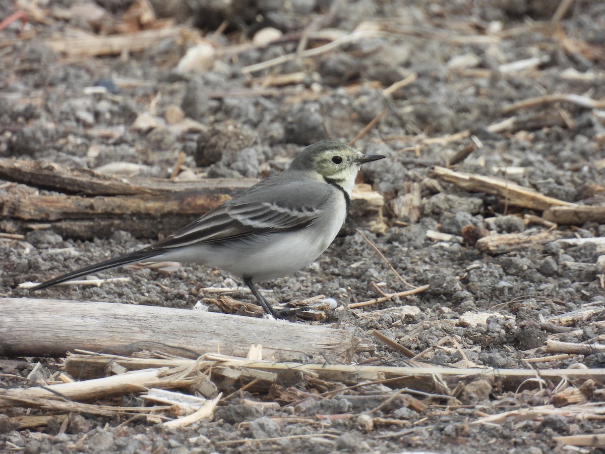 konipas bílý - ML645259389