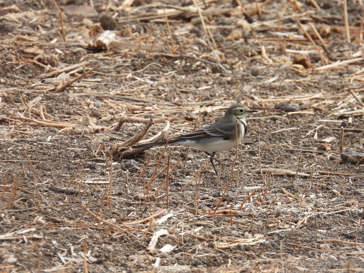 konipas bílý - ML645259390