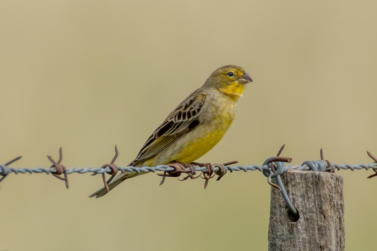 Короткоклювый зерноед - ML645259398