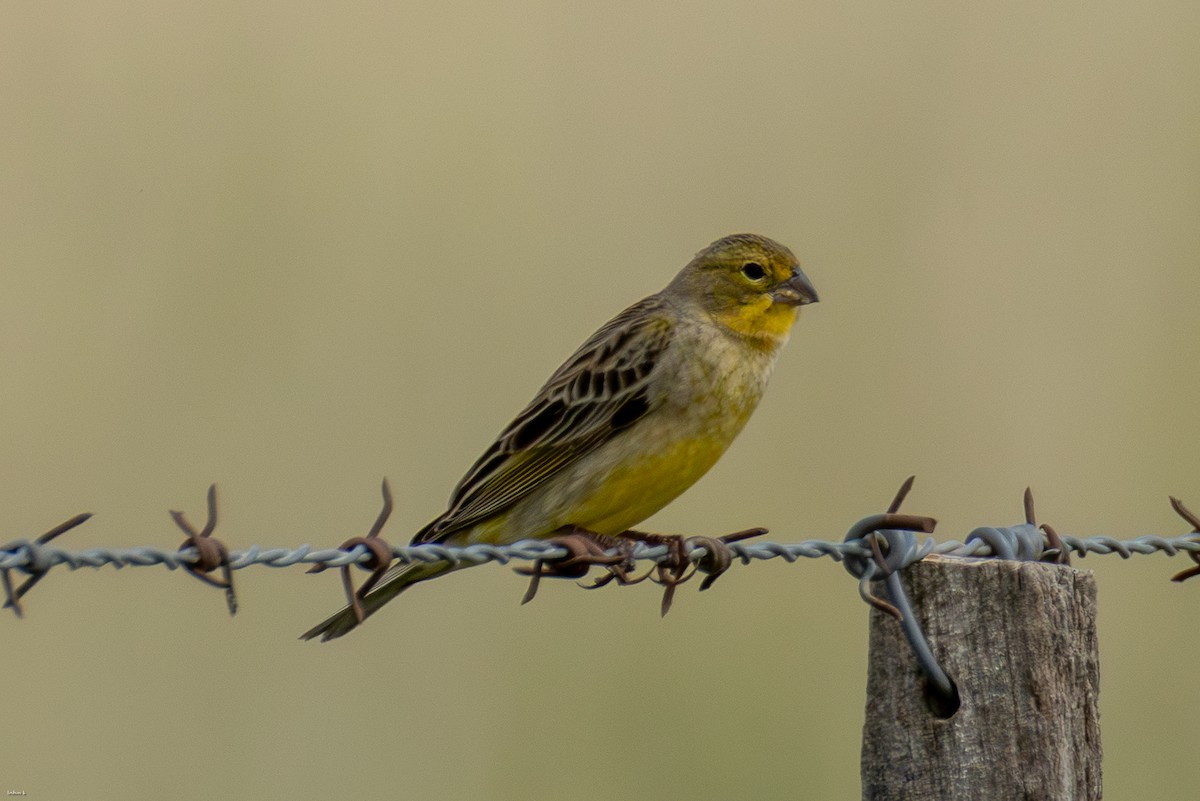 Короткоклювый зерноед - ML645259399