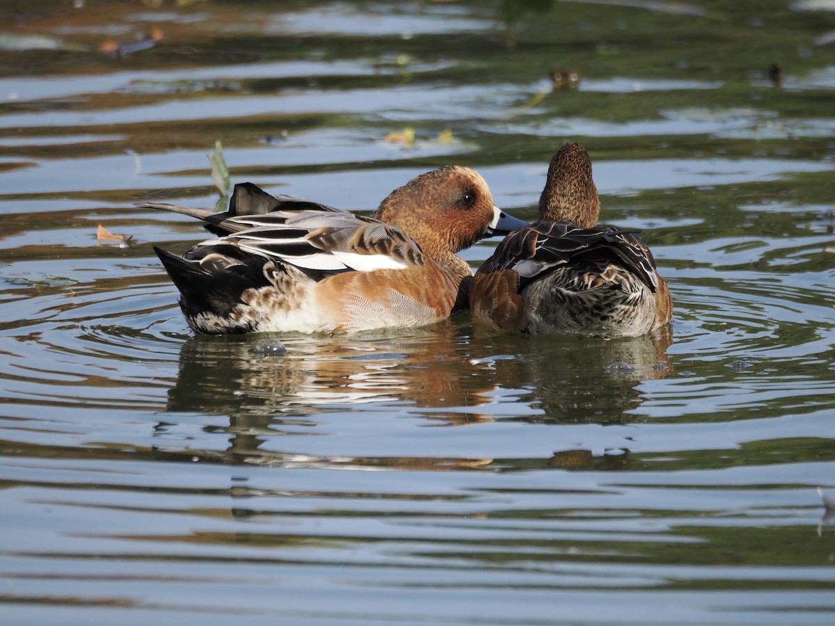 赤頸鴨 - ML645259400