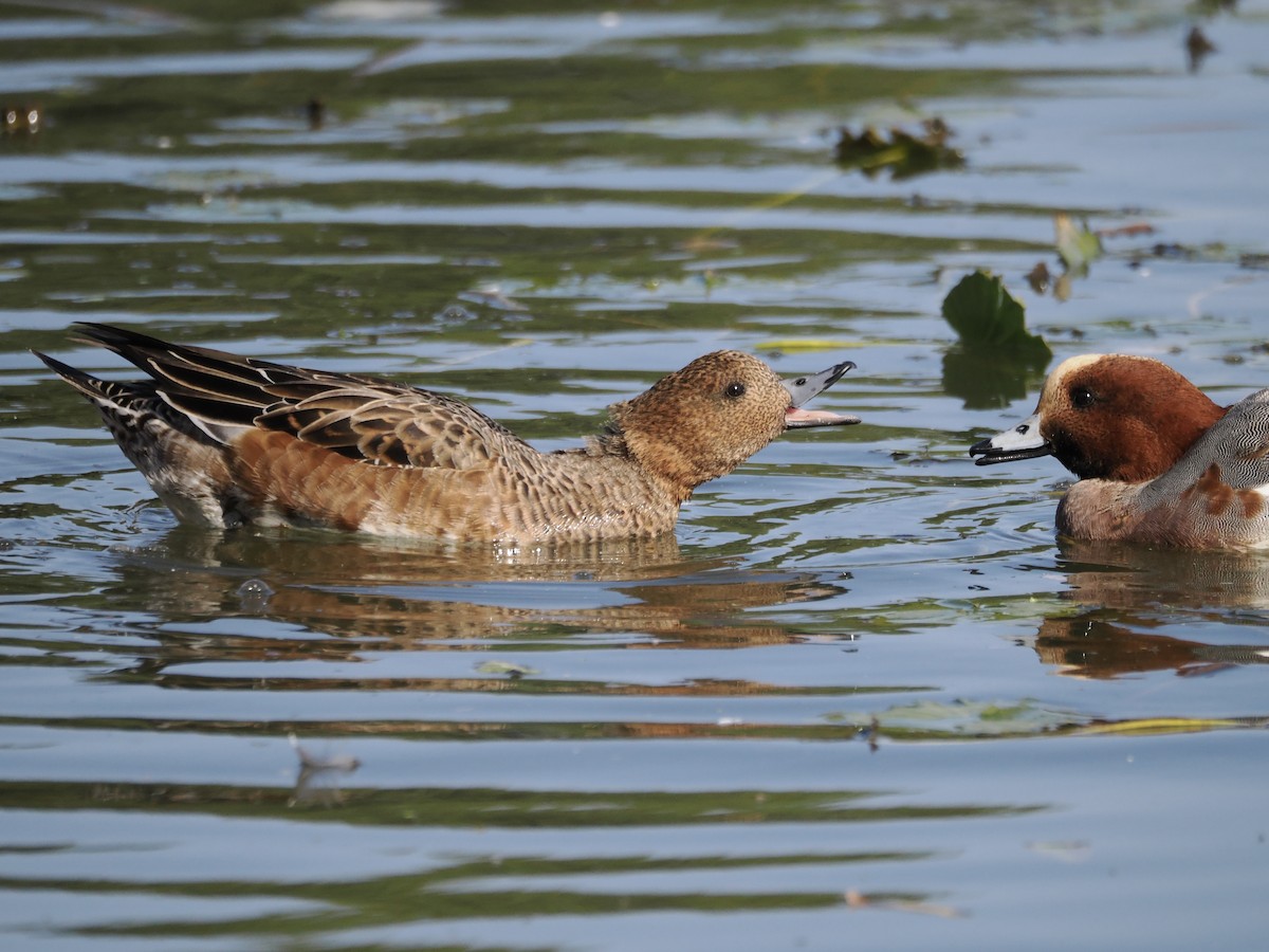 赤頸鴨 - ML645259401