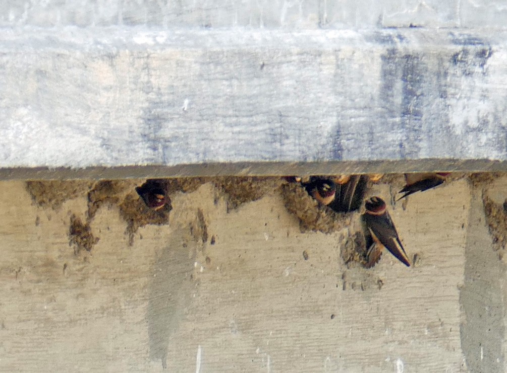 סנונית אמריקנית - ML645259405