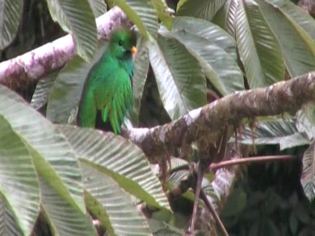 Resplendent Quetzal - ML64525941