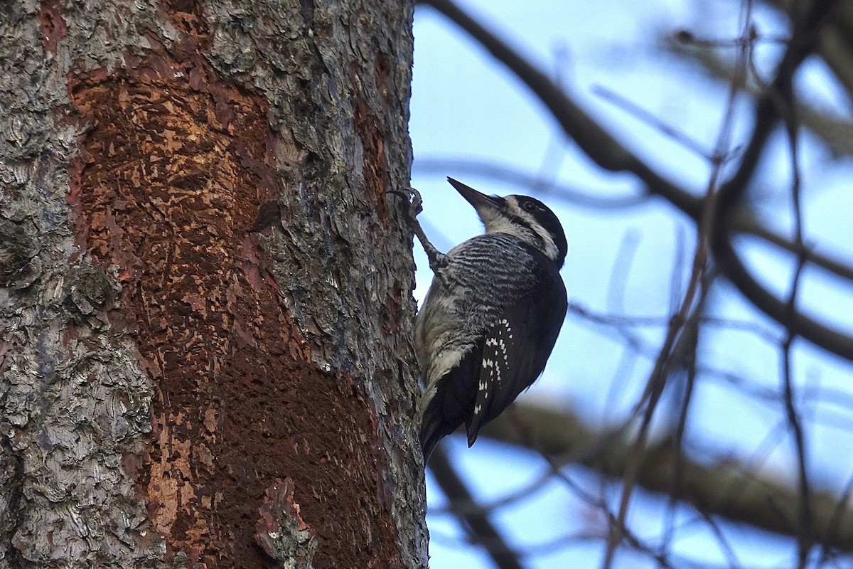 Black-backed Woodpecker - ML645259418