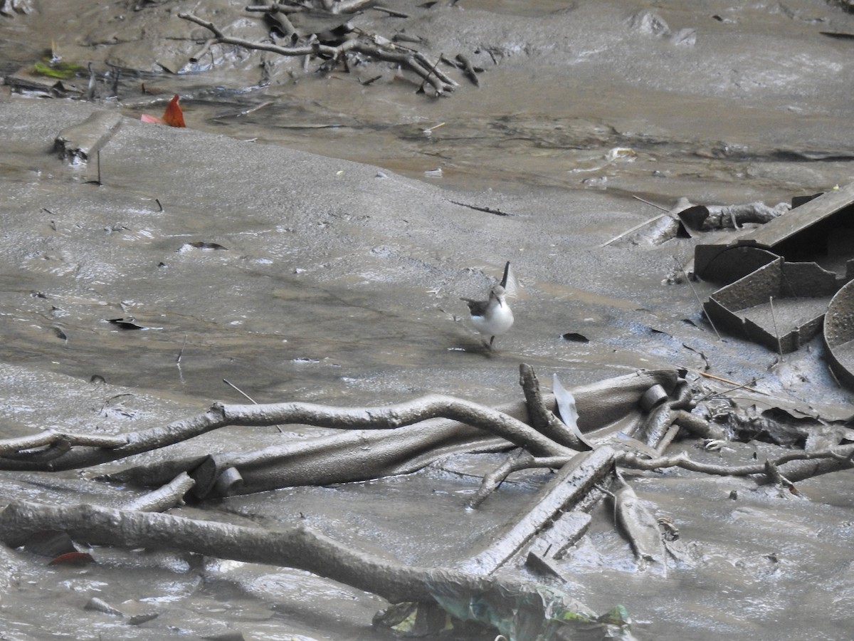 Spotted Sandpiper - ML645259419