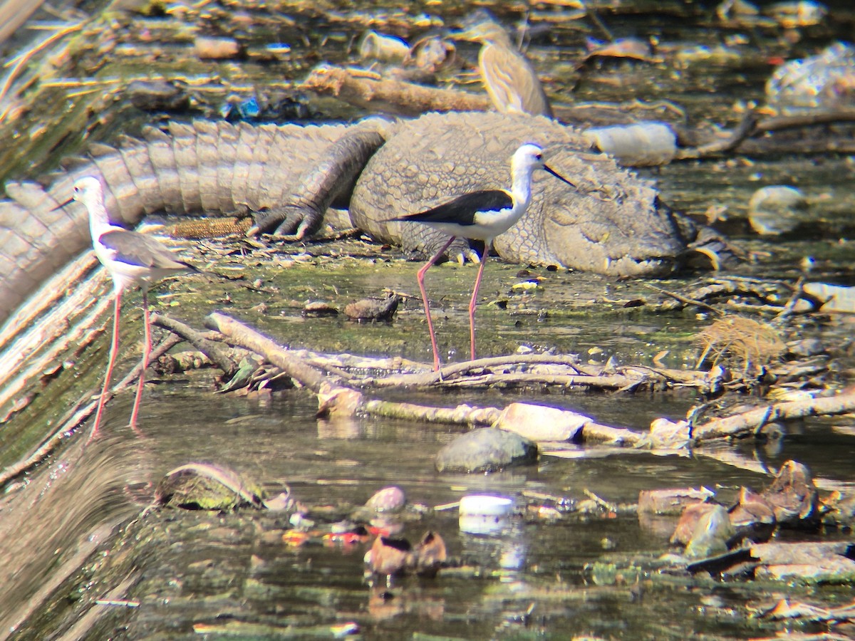 Black-winged Stilt - ML645259424