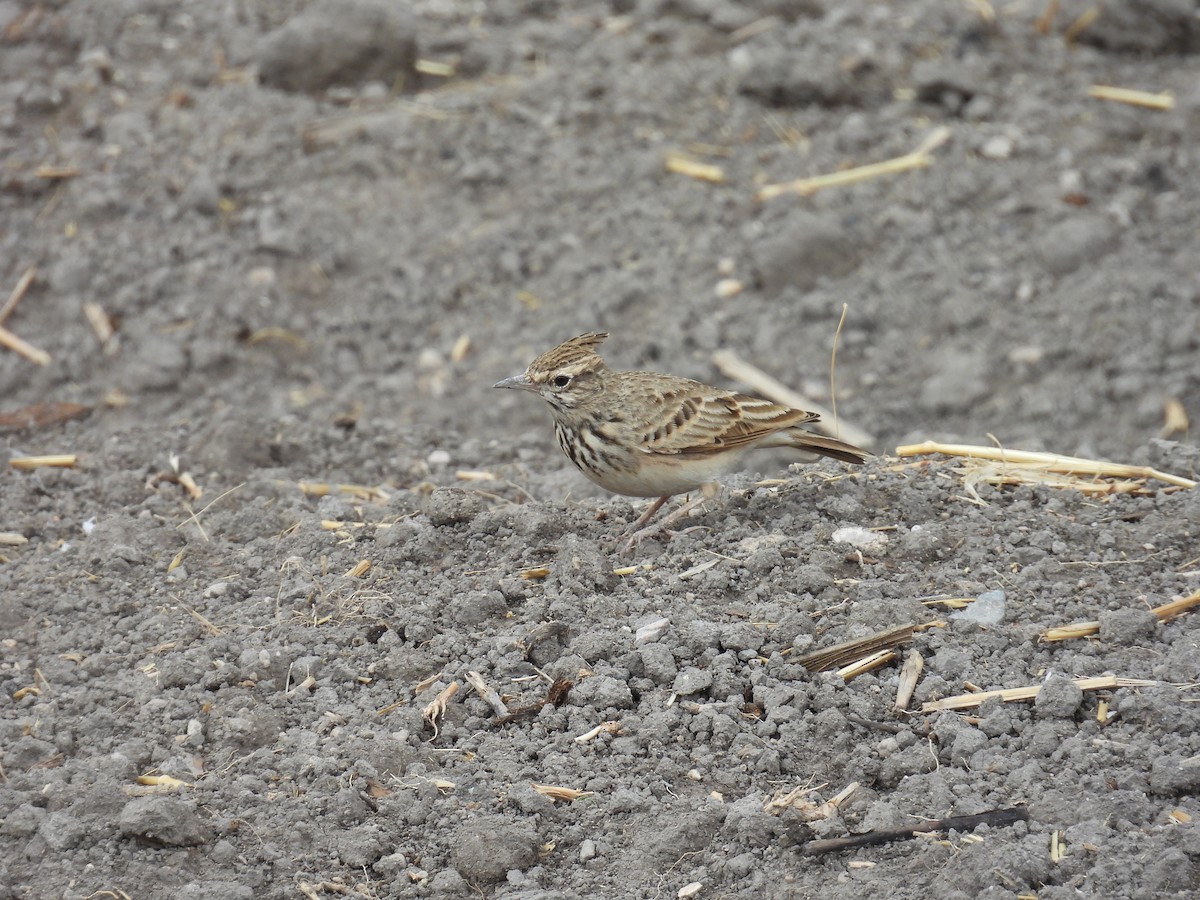 Crested Lark - ML645259426