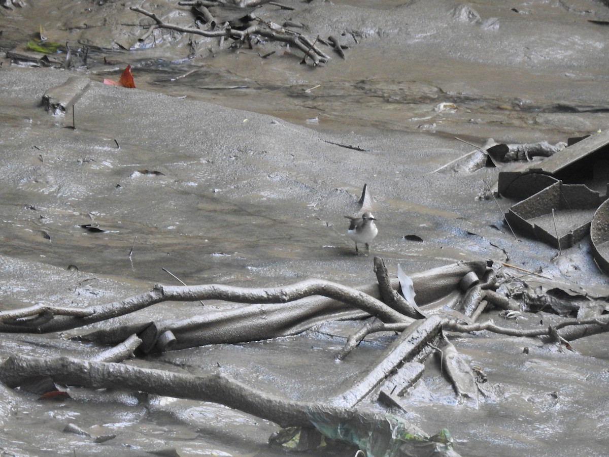 Spotted Sandpiper - ML645259427