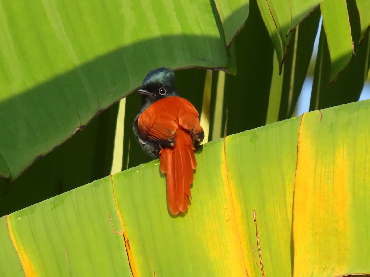 African Paradise-Flycatcher - ML645259428
