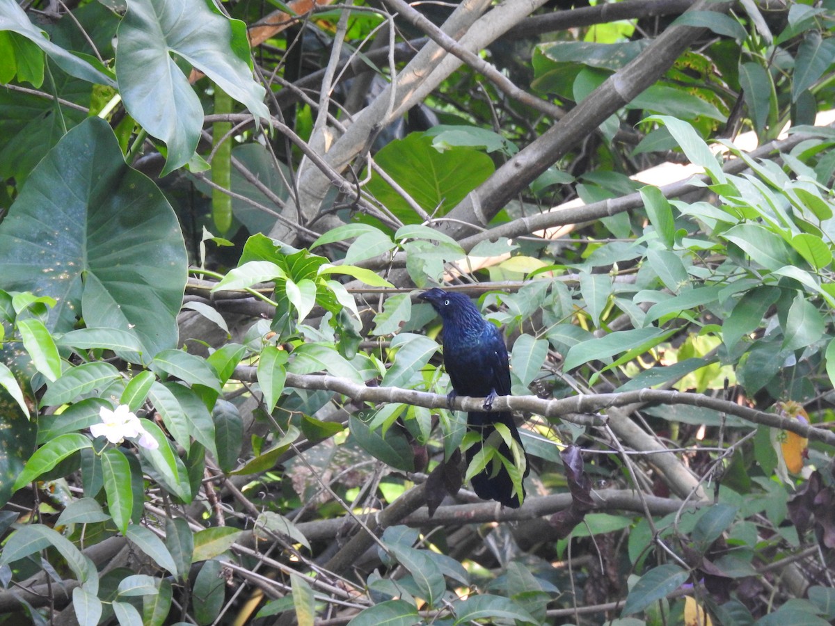 Greater Ani - ML645259429