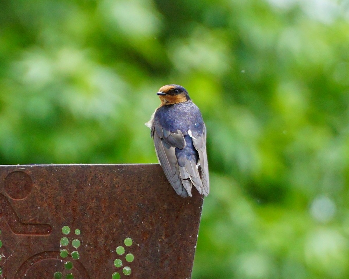 Welcome Swallow - ML645259430