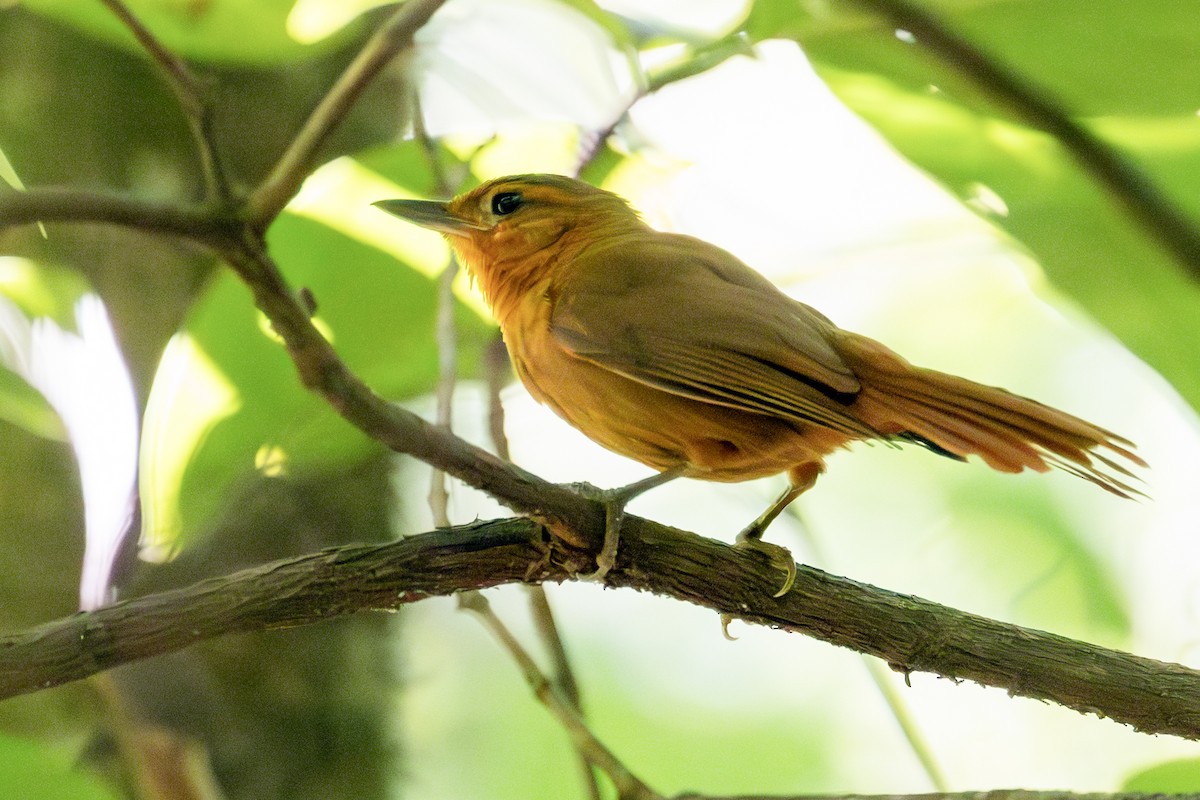 Russet-mantled Foliage-gleaner - ML645259431