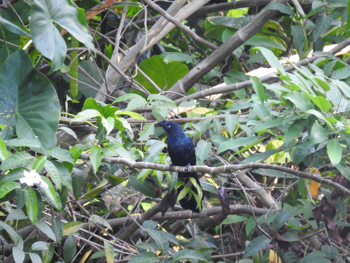 Greater Ani - ML645259433