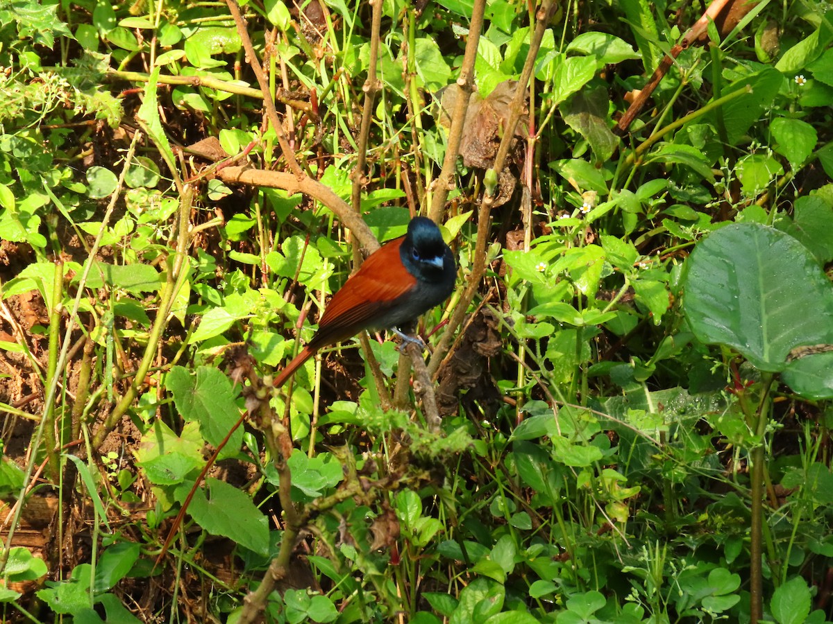 African Paradise-Flycatcher - ML645259434