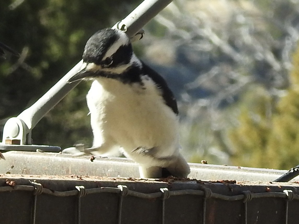 Hairy Woodpecker - ML645259435