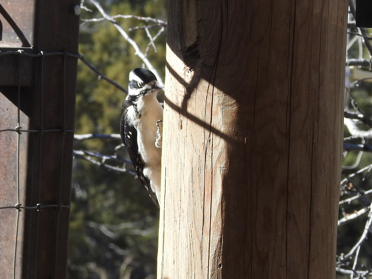 Hairy Woodpecker - ML645259436