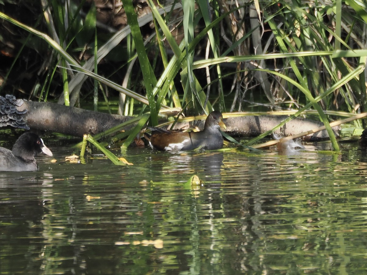 Eurasian Moorhen - ML645259437