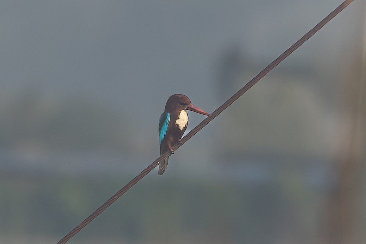 White-throated Kingfisher - ML645259443