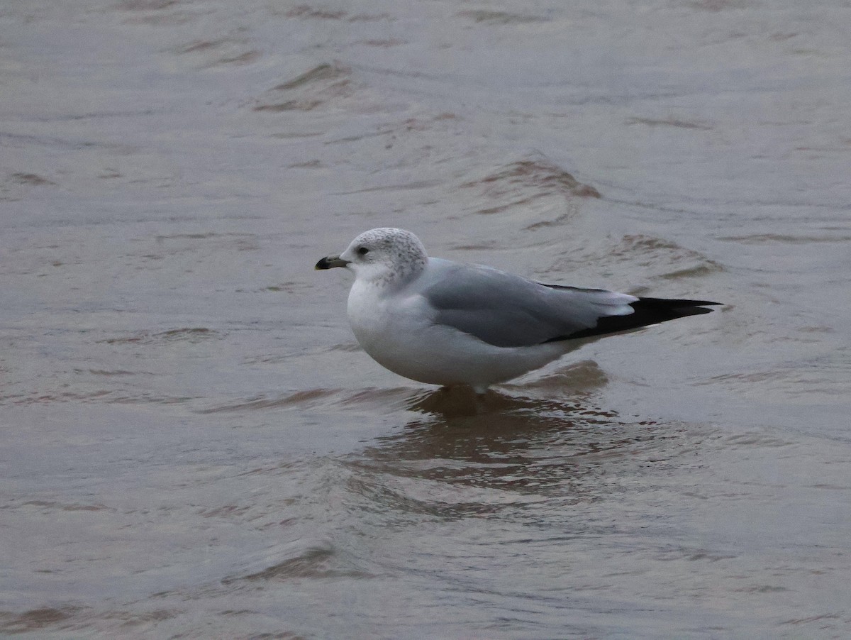 Ring-billed Gull - ML645259449
