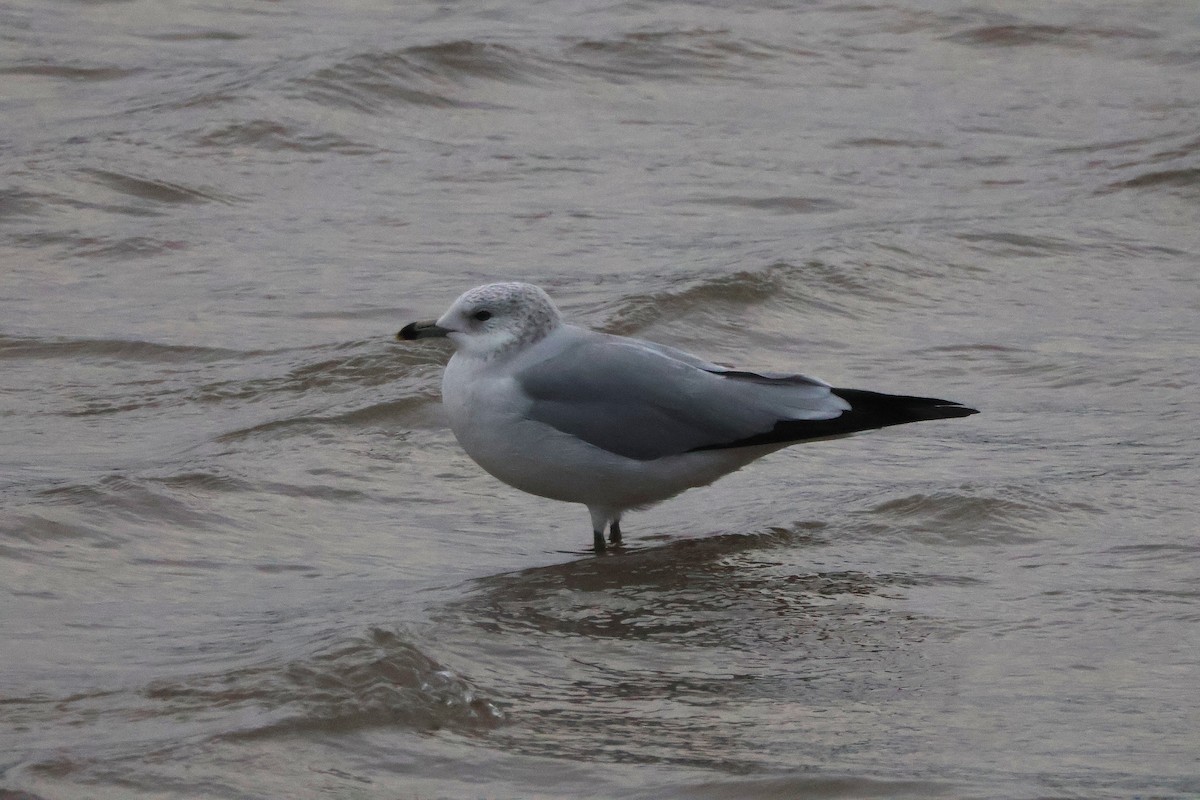 Ring-billed Gull - ML645259450