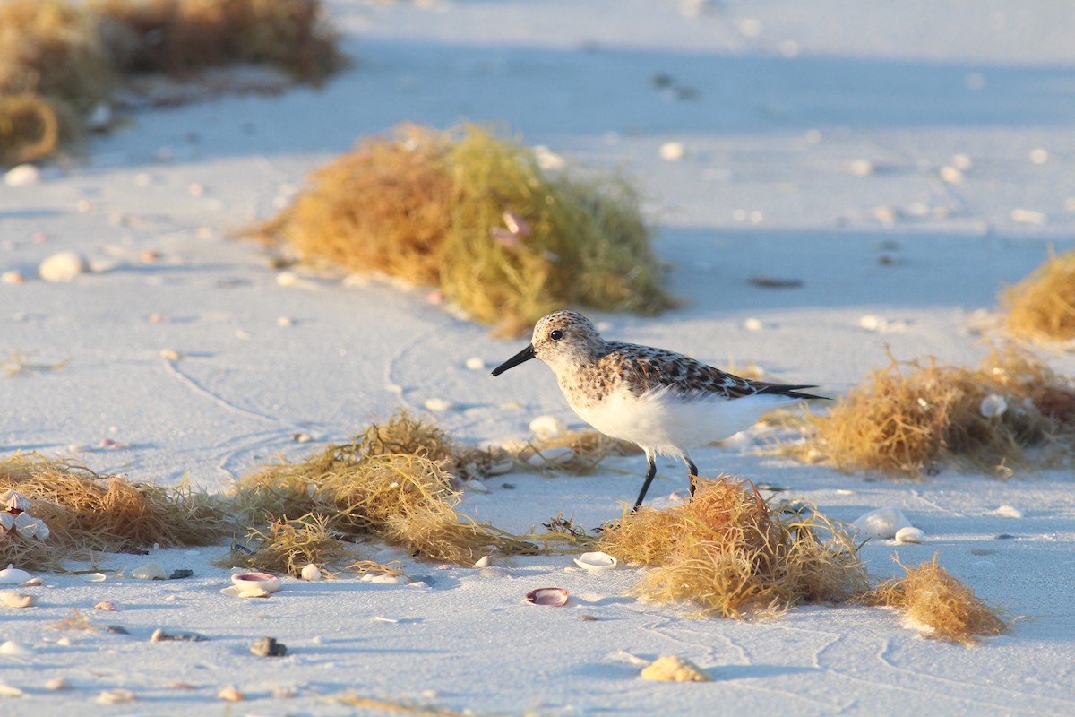 Sanderling - ML645259451