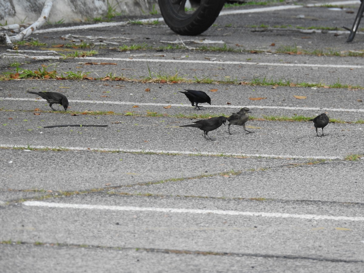 Shiny Cowbird - ML645259459