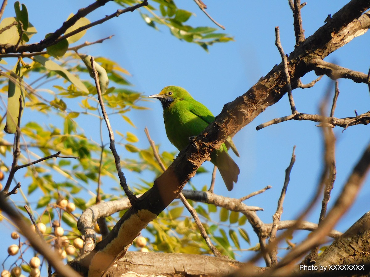 Orange-bellied Leafbird - ML645259460