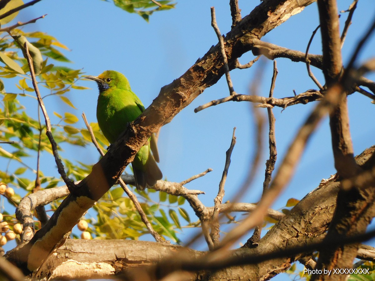 Orange-bellied Leafbird - ML645259461