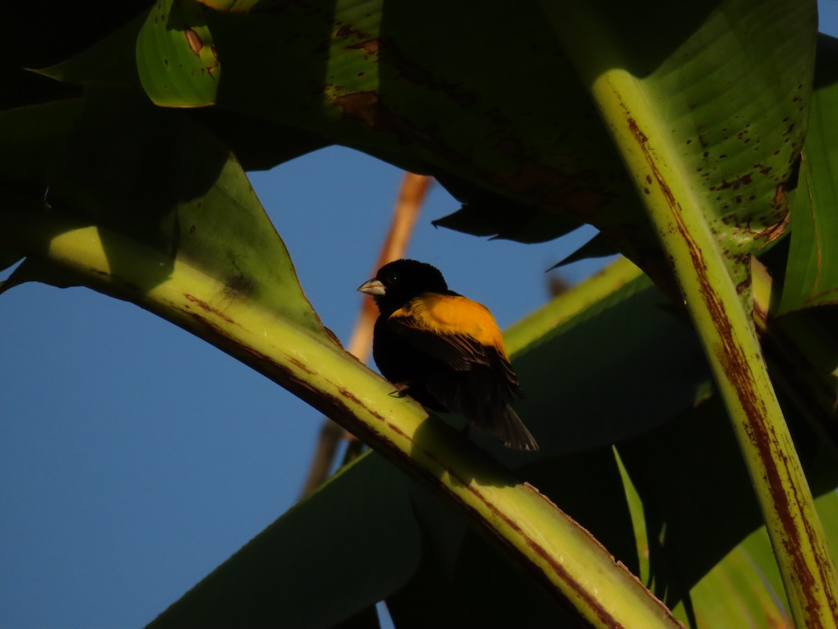Yellow Bishop - ML645259462
