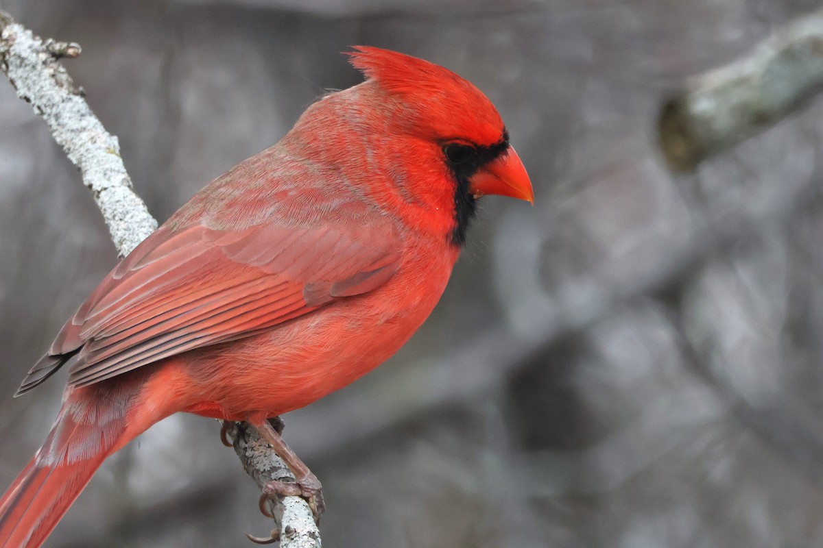 Northern Cardinal - ML645259463