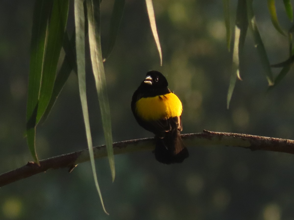Yellow Bishop - ML645259464
