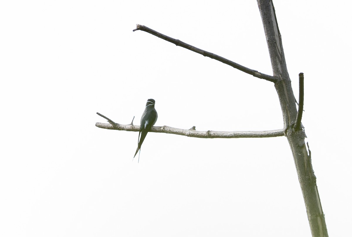 Усатый клехо - ML645259490