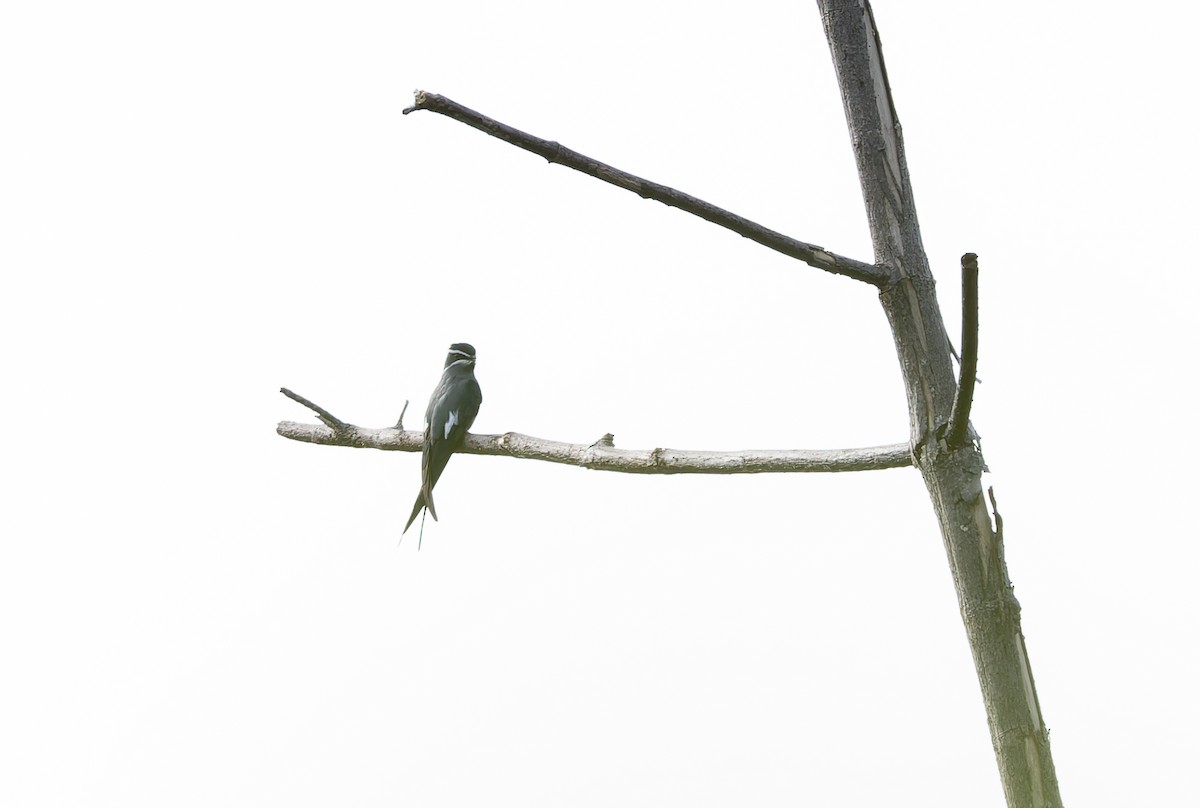 Усатый клехо - ML645259491