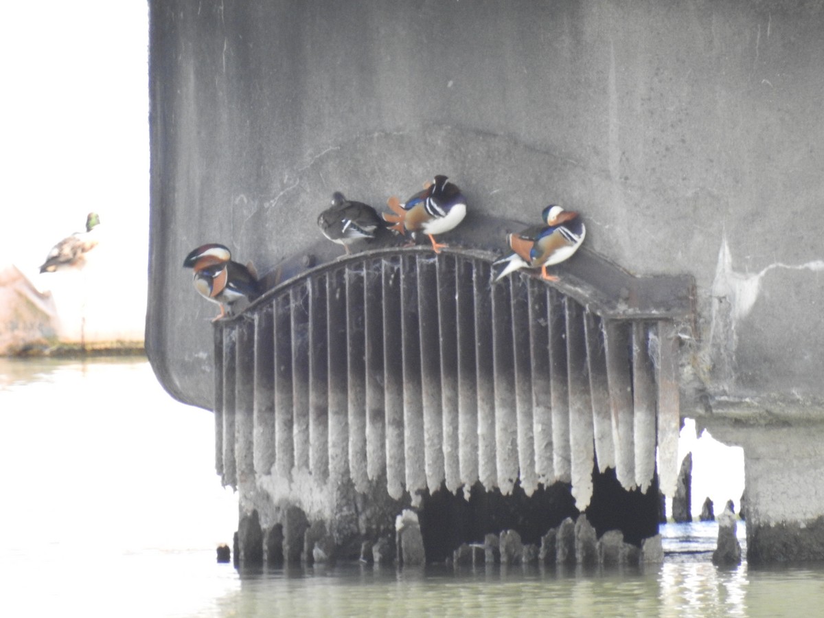 鴛鴦 - ML645259492