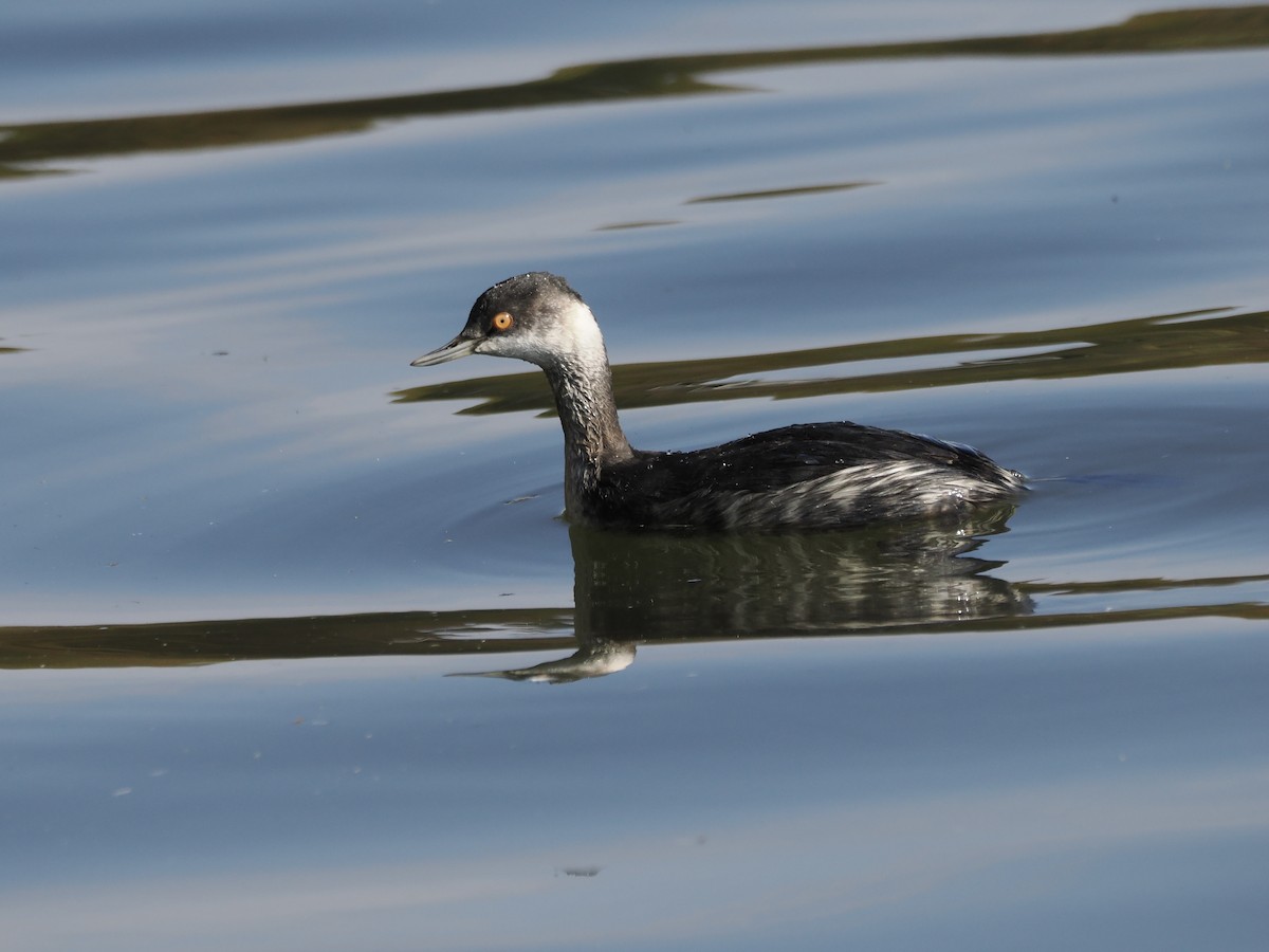 黑頸鸊鷉 - ML645259493
