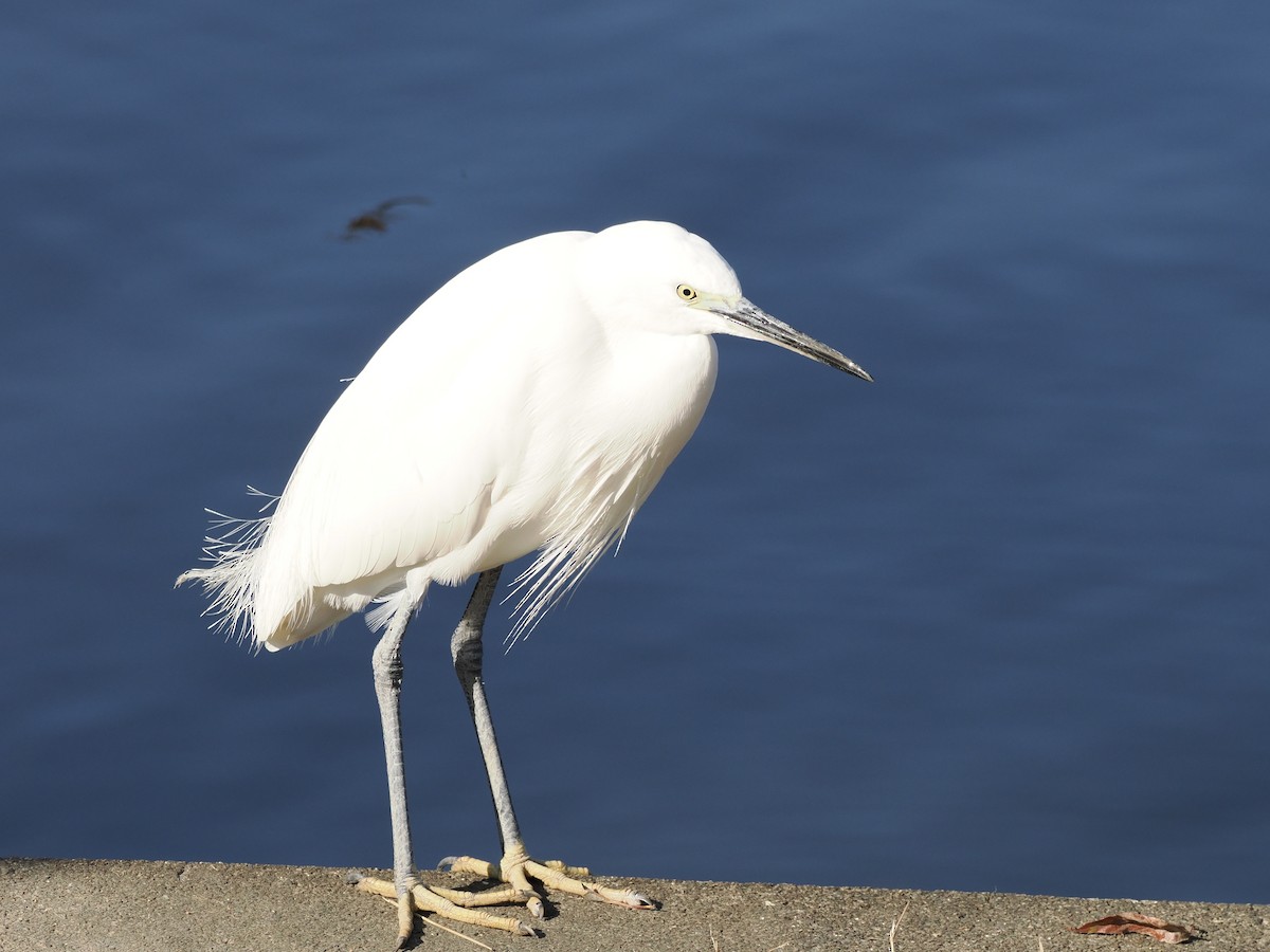 小白鷺 - ML645259498