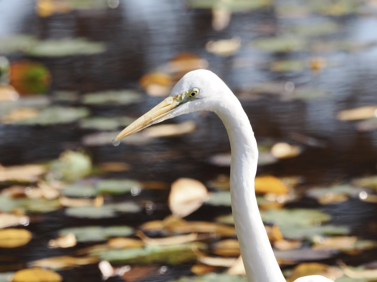 大白鷺 - ML645259500