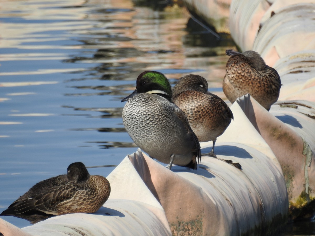 羅文鴨 - ML645259501