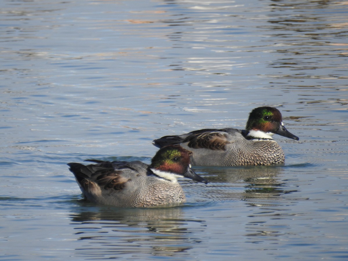 羅文鴨 - ML645259502