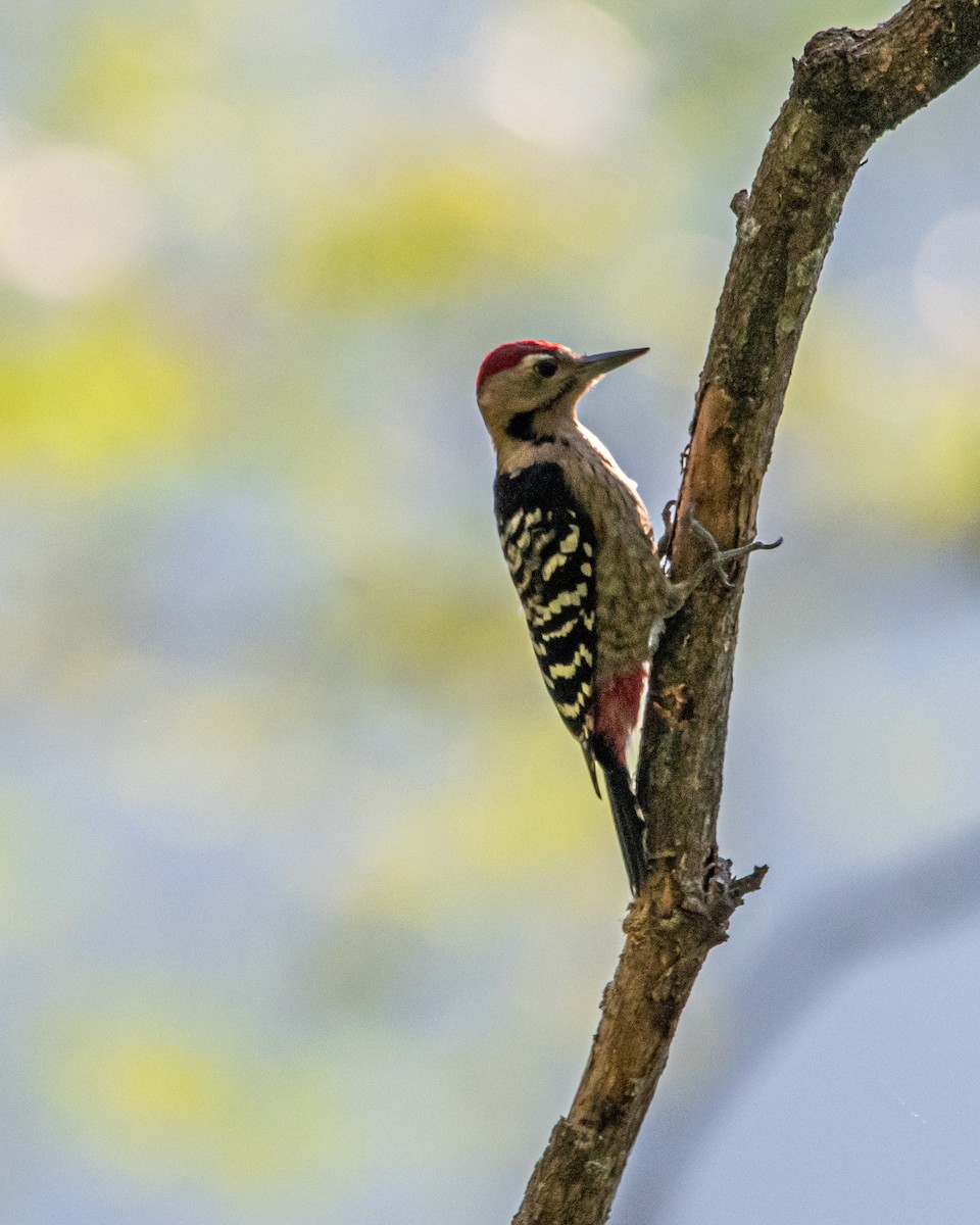 strakapoud pruhobřichý - ML645259503